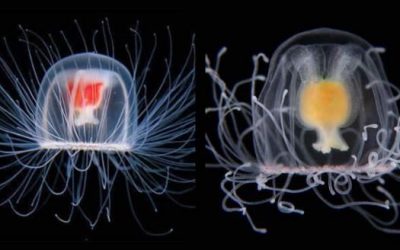 What have Jellyfish got to do with the perception of time?