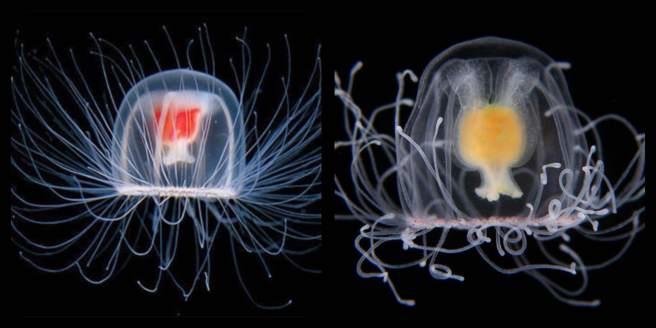 What have Jellyfish got to do with the perception of time?