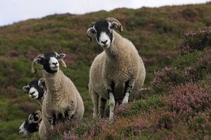 sheep farming